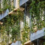 Es grünt so grün: Begrünte Dächer und Fassaden für den Klimaschutz