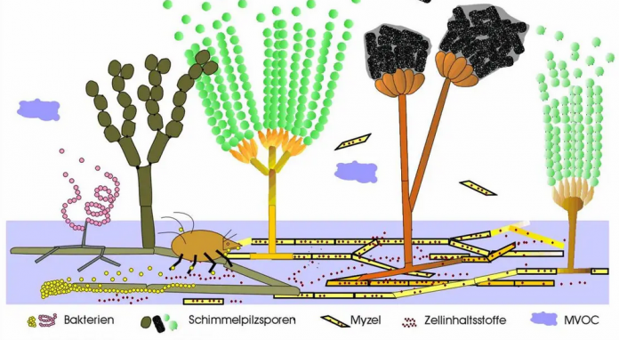 Online-Vorlesung - Schimmel ist immer und überall, aber warum?