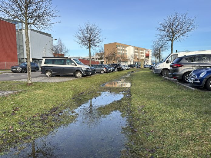 Gehölzverwendung in der Schwammstadt - Chancen und Risiken