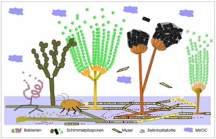 Schimmel überall - Wie kommt er an Feuchtigkeit, Dr. Trautmann?