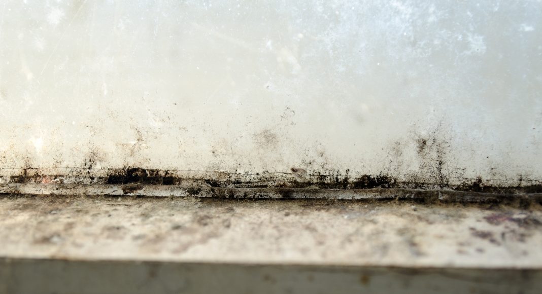 Die häufigsten Irrtümer bei Schimmel in der Wohnung