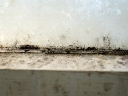Die häufigsten Irrtümer bei Schimmel in der Wohnung