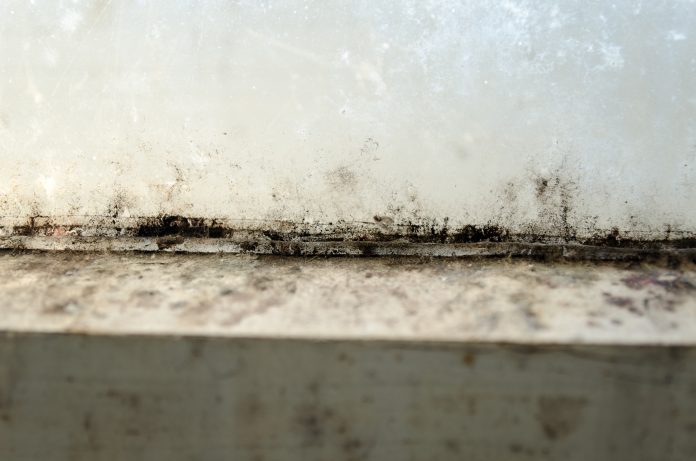 Die häufigsten Irrtümer bei Schimmel in der Wohnung